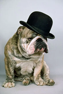 Related Images Collection: Bulldog - wearing bowler hat
