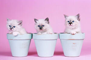 Birmans Collection: Cat - Blue Tabby, Seal Tabby & Blue Birman Kittens in flowerpots