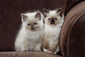 Related Images Jigsaw Puzzle Collection: Cat - two Ragdoll kittens