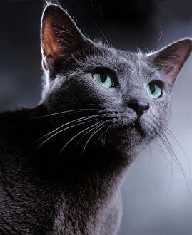 Related Images Jigsaw Puzzle Collection: Cat - Russian Blue