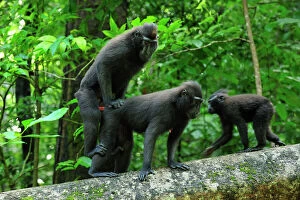 Forest artwork Poster Print Collection: Celebes Crested Macaque / Crested Black Macaque / Sulawesi Crested Macaque / Black Ape - mating