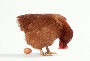 Fowl Collection: Chicken & Egg