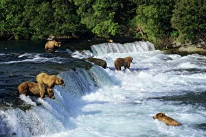Scenic landscapes Poster Print Collection: Coastal Grizzlies or Alaskan Brown Bears - fishing for salmon at Brooks Falls