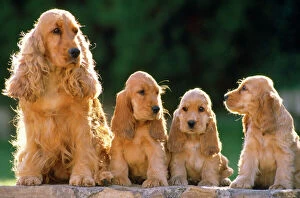 Dogs Canvas Print Collection: Cocker Spaniel Dogs - adult & puppys sitting in a row