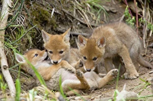 Dogs Framed Print Collection: Coyote - Young wild pups playing near their den in a streamside bank. Bridger-Teton National Forest