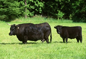 Cows Collection: Dexter Cattle. Adult and calf Origin: Ireland