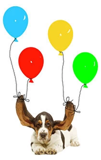 Postcard Framed Print Collection: Dog - Bassett hound puppy with ears being held up by balloons
