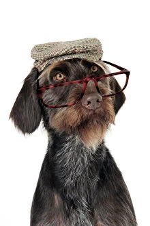 Postcard Framed Print Collection: Dog. German Wire-Haired Pointer with hat & glasses on Digital Manipulation: Glasses JD