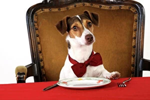 Related Images Fine Art Print Collection: DOG. Jack russell terrier wearing bow tie sitting at table