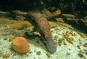 Related Images Pillow Collection: Duck-billed / Duckbill Platypus - Swimming underwater New South Wales, Australia RMS04561