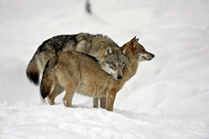 Forest artwork Canvas Print Collection: European Wolf- alpha male showing affection towards pack leader, the alpha female, in snow