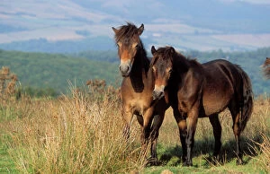 Horses Collection: Exmoor Ponies Registered breed, ancient type. Ley Hill, Porlock, Exmoor