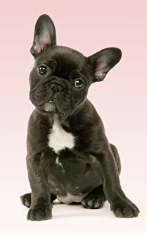 Dogs Canvas Print Collection: French Bulldog Puppy