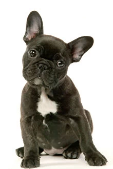 Dogs Metal Print Collection: French Bulldog Puppy