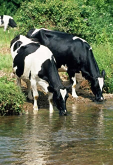 Cows Collection: Friesian Cows - drinking from river