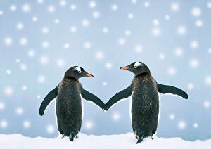 Postcard Collection: Gentoo Penguin - pair holding hands in the snow