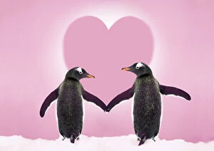 Related Images Framed Print Collection: Gentoo Penguin - pair holding hands with Valentine's heart