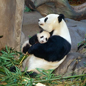Captivity Collection: Giant Panda - female holding four month old young born in a Zoo. San Diago Zoo, California, USA