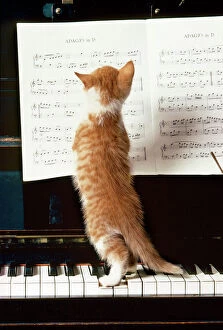 Cats Pillow Collection: Ginger Cat - kitten on piano