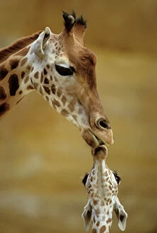 Mothers Day Collection: Giraffe Kissing young Giraffe