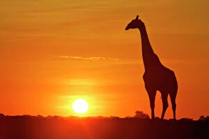 Landscape paintings Framed Print Collection: Giraffe single individual in backlight with setting sun Etosha National Park, Nambia, Africa