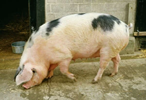 Related Images Collection: Gloucester Old Spot Pig JD 1761 © John Daniels / ARDEA LONDON