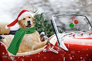 Celebration Collection: Golden Retriever Dog - driving car collecting Christmas tree Digital Manipulation