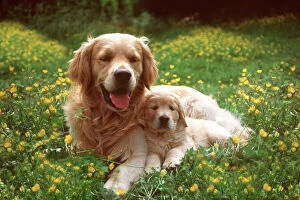 Mothers Day Collection: Golden Retriever Dog & Puppy