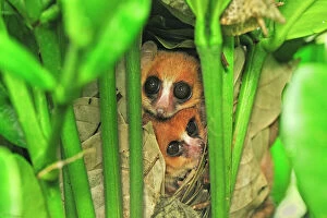 Related Images Framed Print Collection: Goodman's Mouse Lemur in the nest - new species discovered in Aug 2005 - Masoala National Park