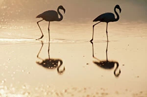 19 Mar 2008 Glass Coaster Collection: Greater Flamingo Evening at the Laguna de Fuente de Piedra near the town of Antequera, Andalucia