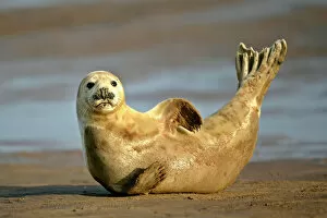 Sand Bank Collection: Grey Seal young resting on beach stretching it's body Donna Nook, Lincolnshire Coast, England, UK