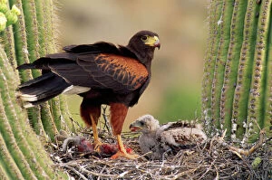 Chicks Collection: Harris's Hawk - on nest Sanguaro Desert, Arizona, USA
