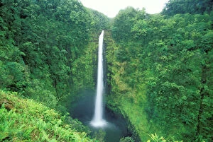 Forest artwork Fine Art Print Collection: Hawaii Akaka Falls, Big Island