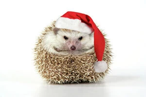 Hedgehogs Collection: Hedgehog - wearing Christmas hat Digital Manipulation: Hat JD