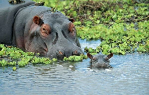 Mothers Day Collection: Hippopotamus