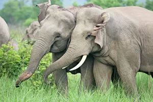 Touching Collection: Indian / Asian Elephants courting, Corbett National Park, India