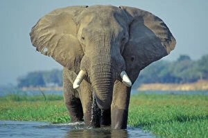 Mana Pools National Park Collection: Large African Elephant. Bull feeding along the edge of river