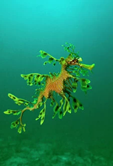 Related Images Cushion Collection: Leafy Seadragon - an example of brilliant camouflage as neither predators nor prey recognise it as