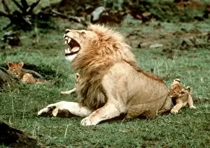 Related Images Jigsaw Puzzle Collection: Lion - male roaring, with cub biting rump