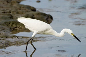 Waders Collection: Little Egret Inhabits freshwater and marine wetlands. At Cairns esplanade, Queensland, Australia
