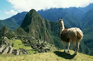 Related Images Metal Print Collection: Llama FG 8898 Photographed at Machu Picchu, Peru. Lama glama © Francois Gohier / ARDEA LONDON