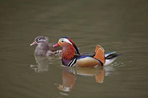 Lake Duck Jigsaw Puzzle Collection: Mandarin Duck - pair swimming on lake - Hessen - Germany