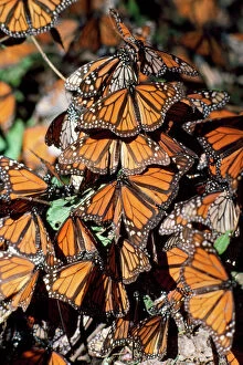 Related Images Metal Print Collection: Monarch / Wanderer / Milkweed Butterfly