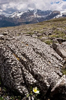 Rock Formations Collection: Mountain Avens among Fossil coral on Parker Ridge, Banff National Park, Rockies, Canada