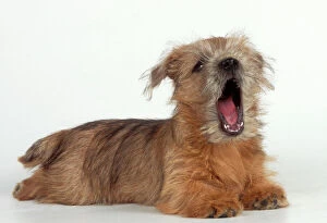 Mothers Day Collection: Norfolk Terrier Dog Puppy, singing