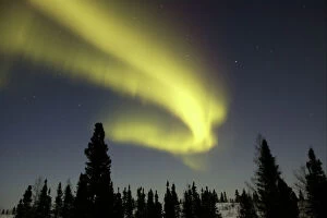 Weather Conditions Collection: Northern lights / Aurora borealis - in night sky over conifer forest. Churchill. Manitoba. Canada