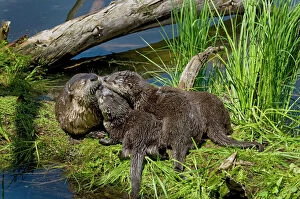 Playful Collection: Northern River Otter - mother and pups - Northern Rockies - Montana - Wyoming - Western USA