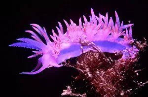Related Images Photographic Print Collection: Nudibranch / Sea Slug - Purple