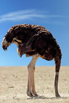 John Bird Photo Mug Collection: Ostrich - with head in sand Digital Manipulation: changed background to blue sky