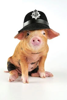 Oxford Collection: Pig - 2 week old Oxford sandy & black piglet wearing a police helmet